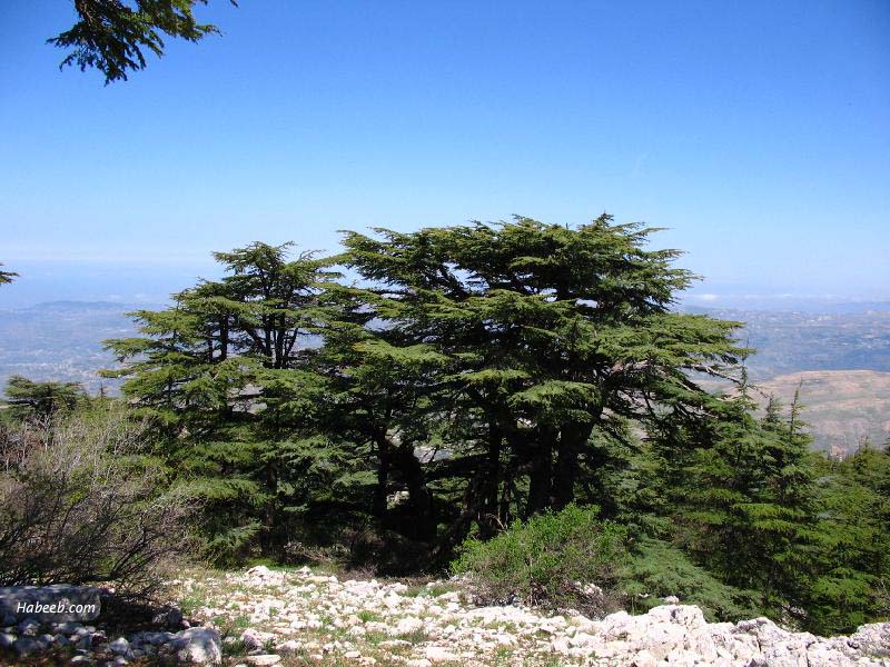 السياحه في لبنان Barouk.chouf.cedar.45456547