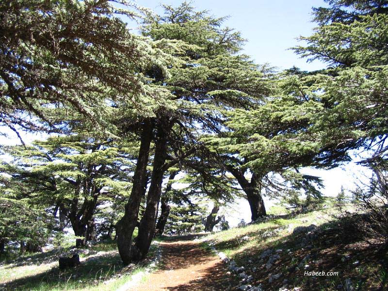 السياحة في لبنان Barouk.chouf.cedar.45456561