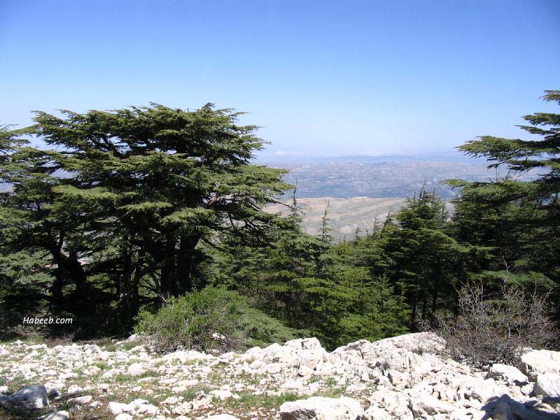 صور رائعة جداً من بلد المقاومة لبنان Barouk.chouf.cedar.45456579