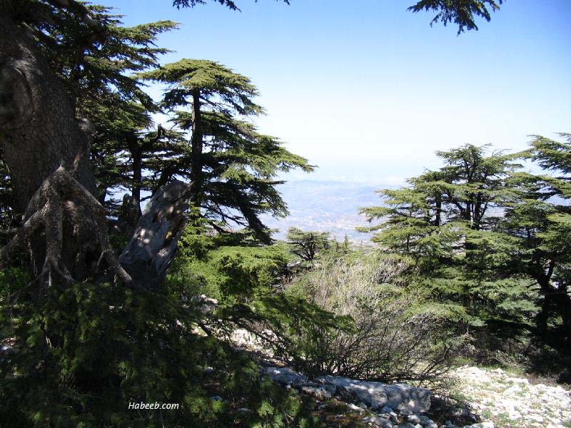 صور رائعة جداً من بلد المقاومة لبنان Barouk.chouf.cedar.45456580