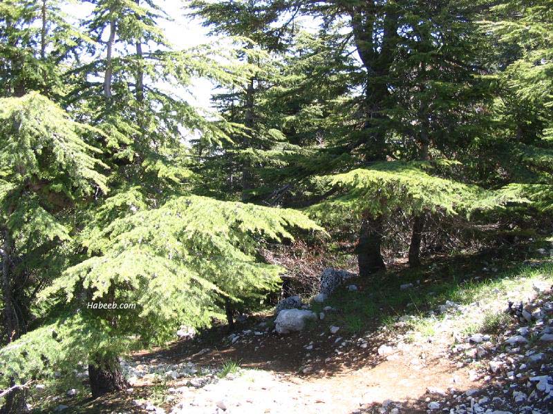 صور رائعة جداً من بلد المقاومة لبنان Barouk.chouf.cedar.45456583