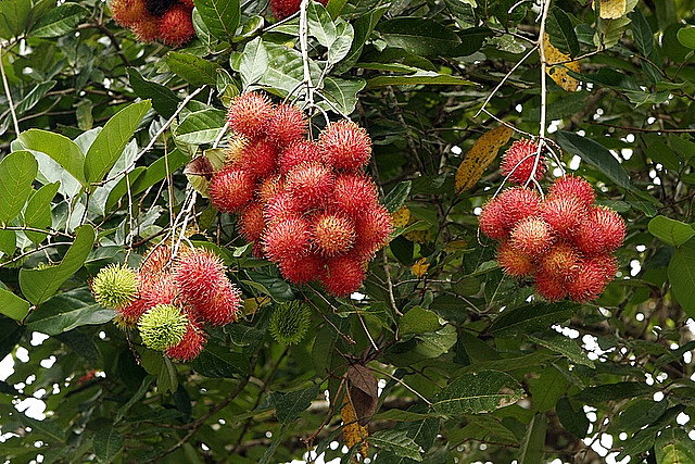 شجرة الرامبوتان Rambutan2