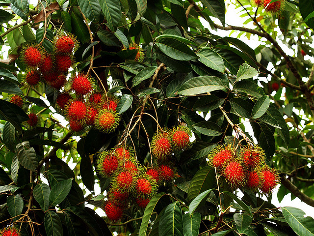 شجرة الرامبوتان Rambutan3