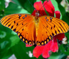        *** Orange%20butterfly