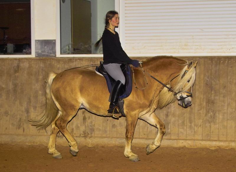 Alexander  -- Haflinger Alexander_15