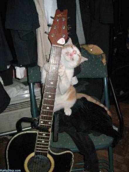 MAGPOST NG MAGPOST..... - Page 19 Cat_Playing_Guitar