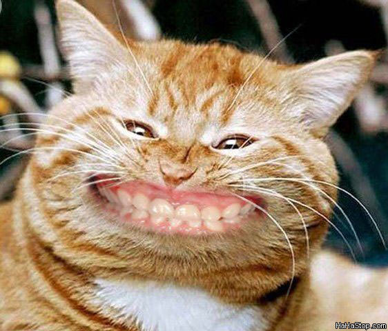 صور رهيييبة وغريبة ؟؟؟؟؟ Cat_Smiling