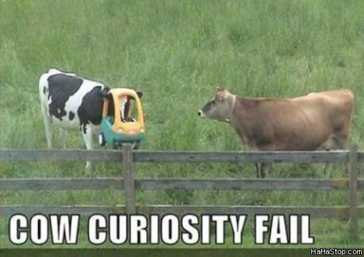 MAGPOST NG MAGPOST..... - Page 2 Cow_Curiosity