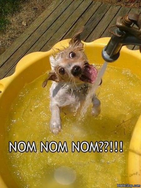 MAGPOST NG MAGPOST..... - Page 2 Dog_Nom_Nom_Water