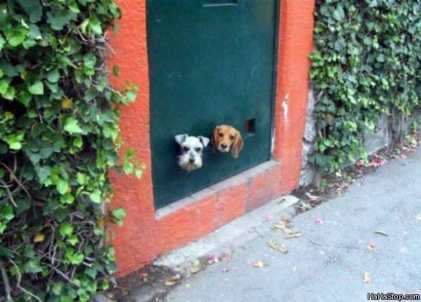 MAGPOST NG MAGPOST..... - Page 11 Doggy_Doors