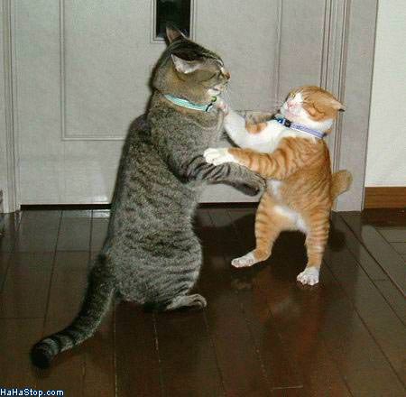 MAGPOST NG MAGPOST..... - Page 19 Fighting_Cats