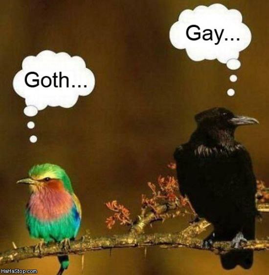 Présentation Todesk [Invité] Goth_And_Gay_Birds