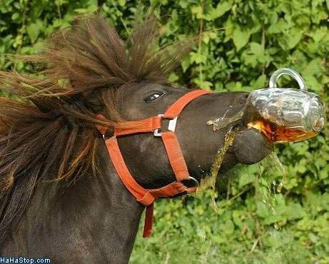 MAGPOST NG MAGPOST..... - Page 20 Horse_Drinking_Beer