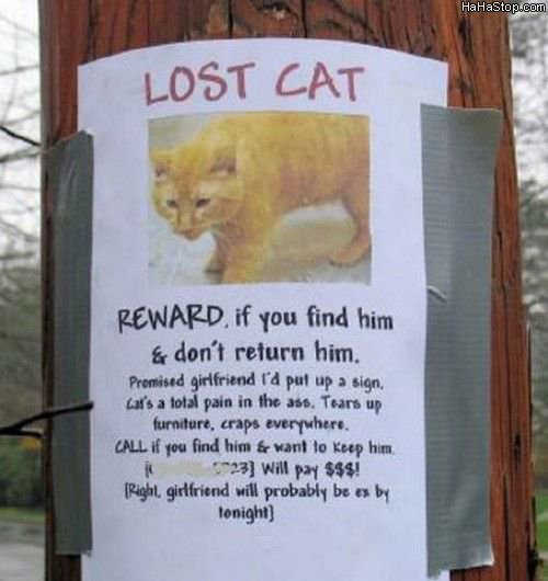 Quache link divertente...commovente Lost_Cat