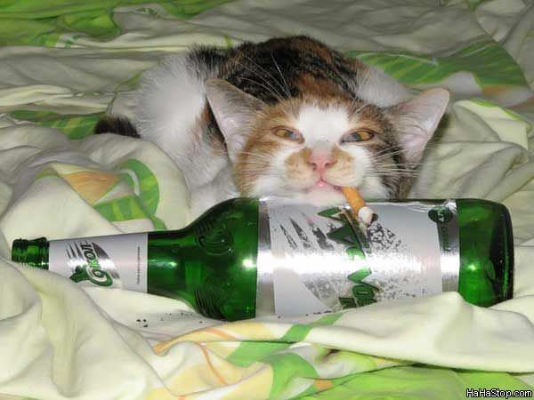 MAGPOST NG MAGPOST..... - Page 16 Non_Stop_Party_Cat