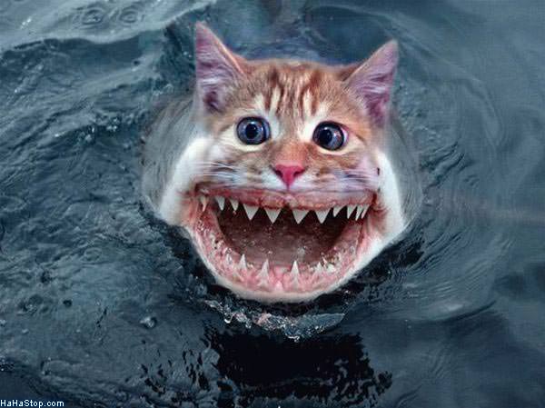 MAGPOST NG MAGPOST..... - Page 19 Shark_Cat