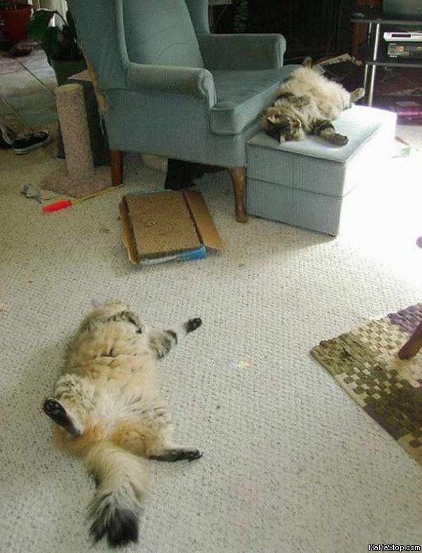 MAGPOST NG MAGPOST..... - Page 11 Weird_Sleeping_Cats