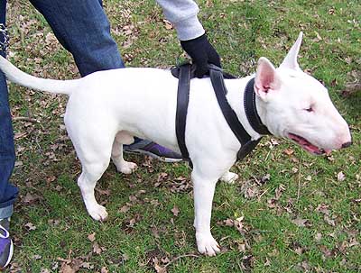 Bull Terrier EnglishBullTerrier