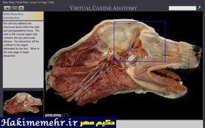 آشنایی با نرم‌افزار بسیار مفید و جالب آناتومی سگ 005_0_75098