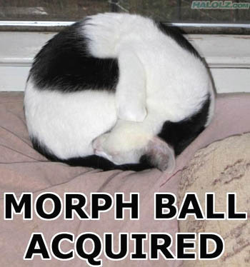 Funny stuff. I challenge thee! - Page 2 Morphcat-lol