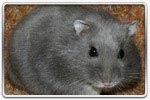 ELEVAGE - HAMSTERS RUSSE - HAMSTERS CAMPBELL Bleu_russe