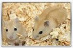 ELEVAGE - HAMSTERS RUSSE - HAMSTERS CAMPBELL Russe_mandarine