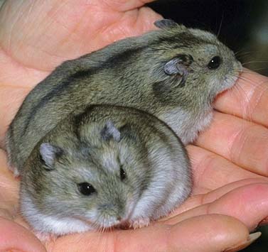 Razas de hamsters: ¿qué raza es el tuyo? Normalww