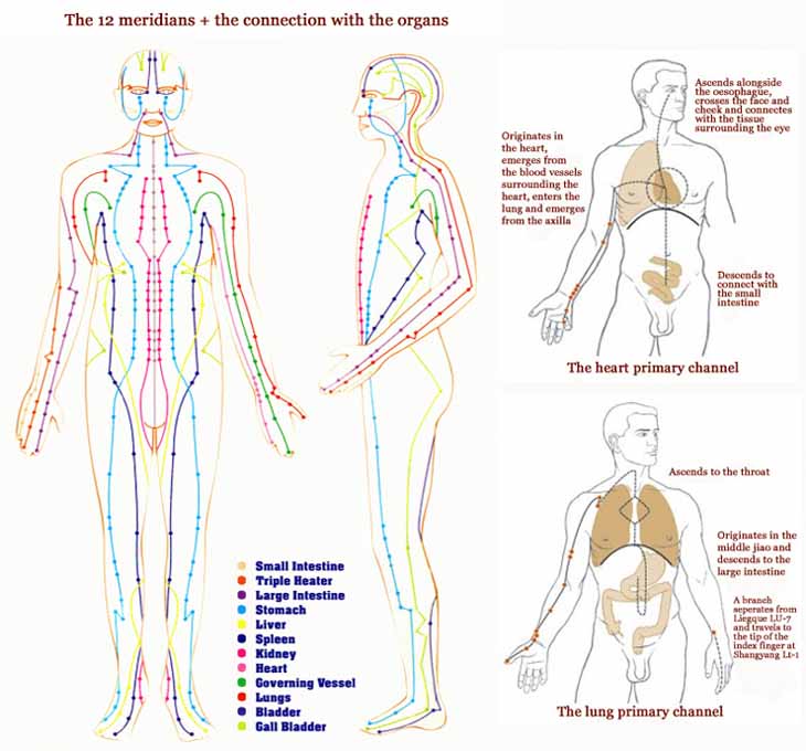 Hand reflexology charts! 12-meridians-organs