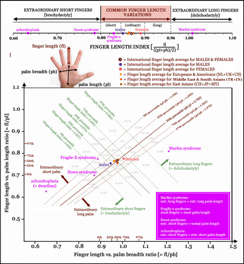 Finger length re-defined: the 'finger length index'! Finger-length-variations-palm-length