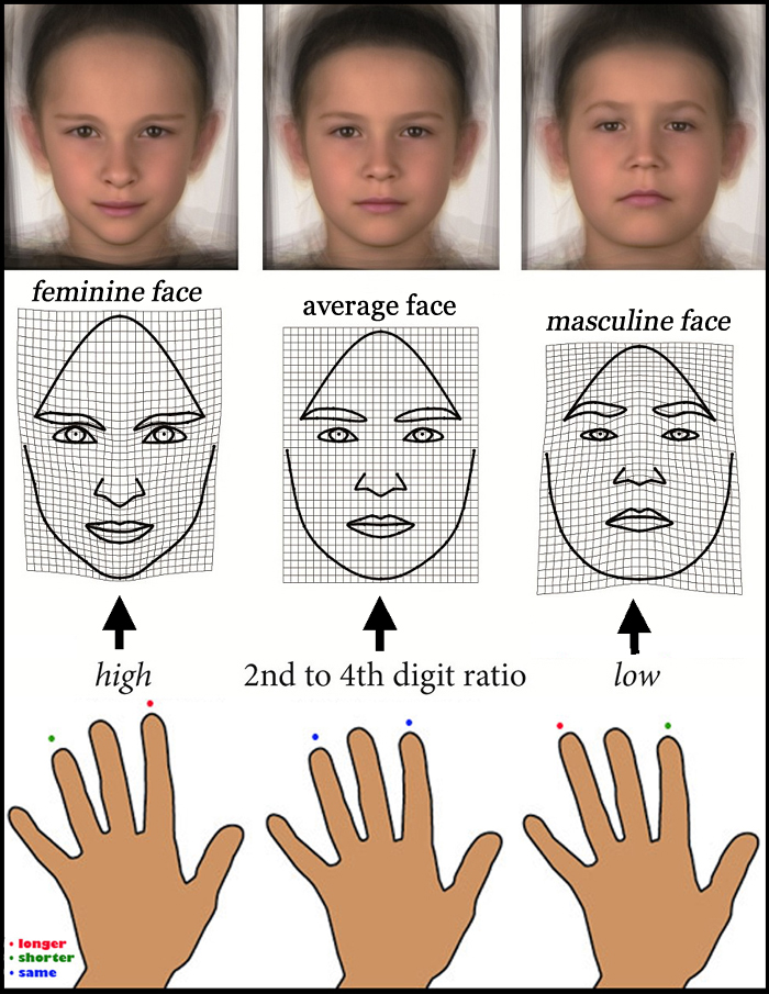 Finger lengths predict facial shape in young boys! Digit-ratio-facial-shape-boys