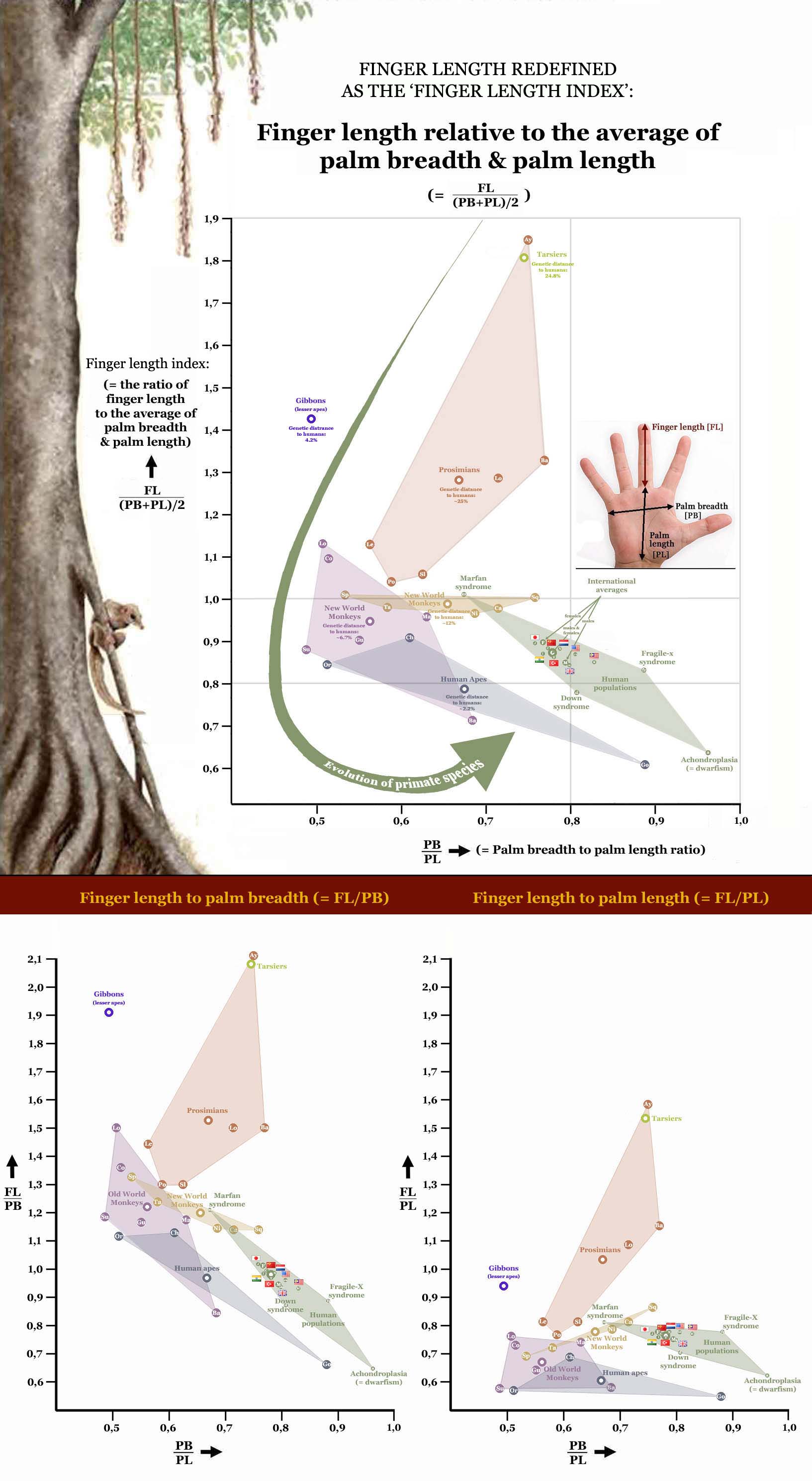 Hand shape gives a clue about genes, chromosomes & DNA!  Finger-length-redefined