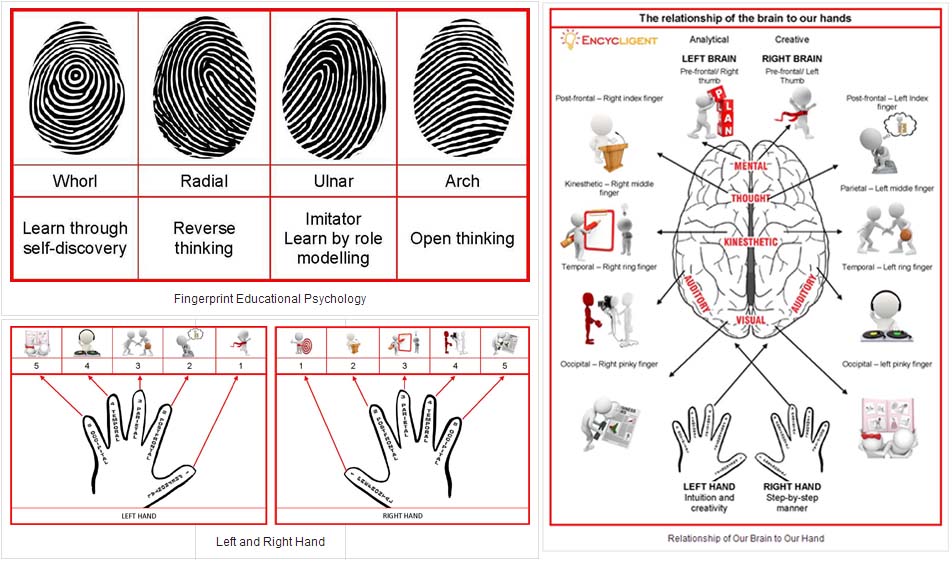 III - Thumbrule DMIT - IQ TEST: Does intelligence correlate with fingerprints & dermatoglyphics? - Page 5 Fingerprint-pattern-predicts-behavior-hypothesis