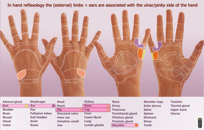 I - The thumb represents the inner essence of man! - Page 42 Hand-reflexology-limbs-ears