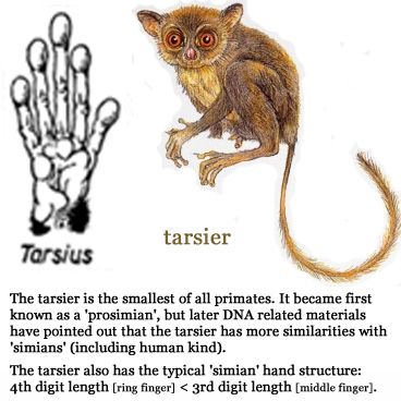 1 Significant Difference Between 5E System and LP(Life Purpose) System - Page 4 Primate-hands-tarsiers