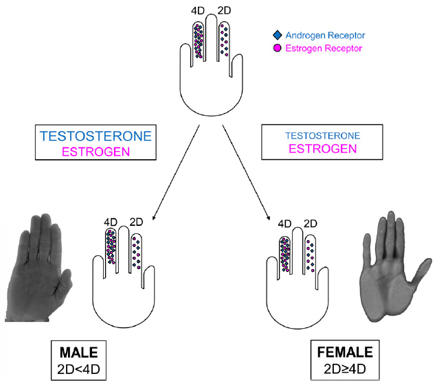 2011: John Manning revised his '2D:4D finger length' theory! Manning-2D-4D-digit-ratio-theory