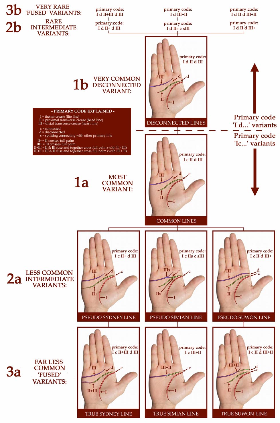 VII - REPORT: Korean researchers discovered the 'Suwon crease', only observed in males! - Page 11 Primary-hand-line-code-variants