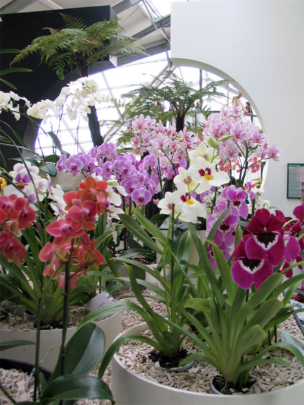     Keukenhof-greenhouse