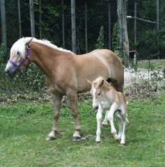 Haras de la Née Poulain01