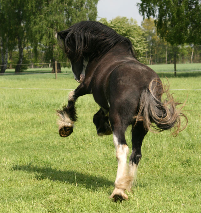 Dons de photos Haley_jump