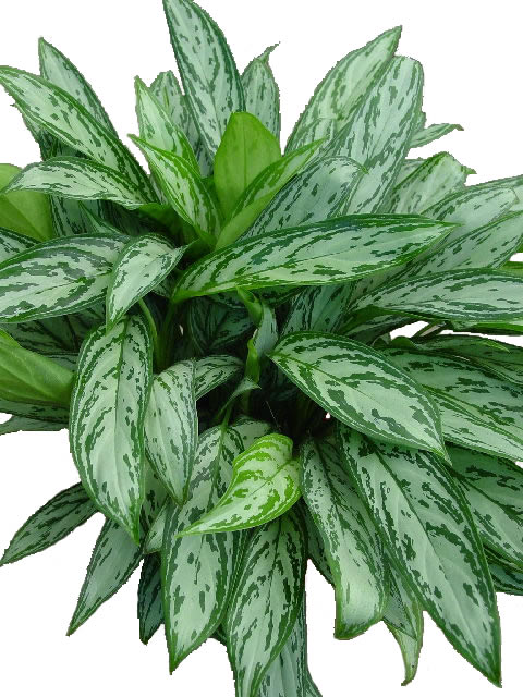 Plantes non aquatiques - Page 2 Aglaonema-Silver-Queen