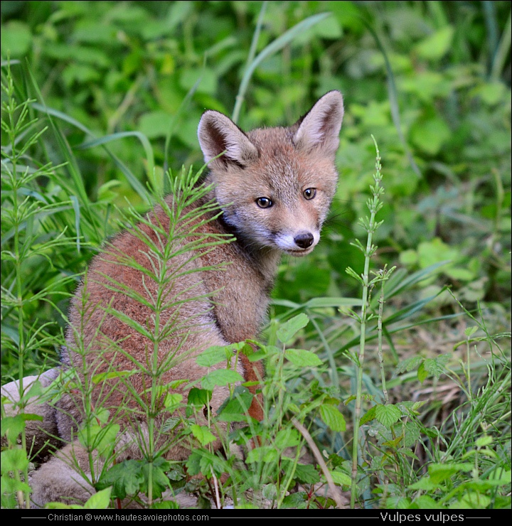 Partie de chasse.*libre* Renard_roux