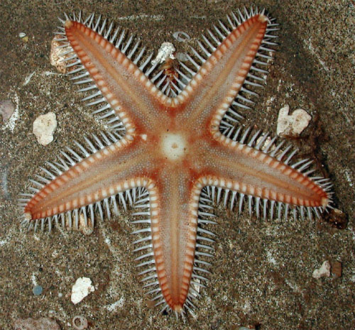 اللافقاريات البحرية: Astropecten_polyacanthus_pittman