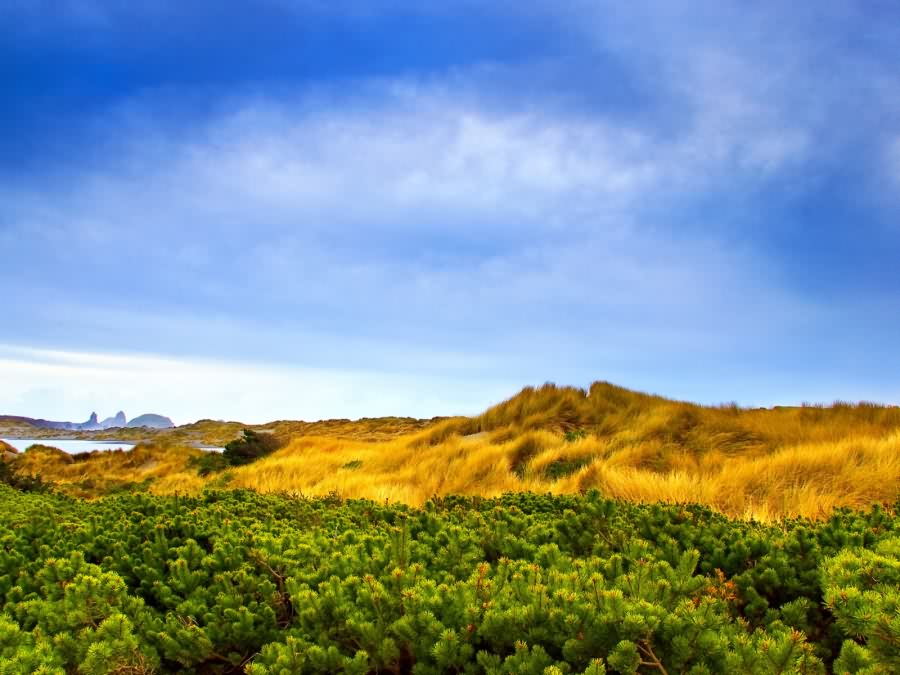 صــــور فيستا تحفه Alpine_Vegetation