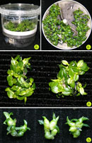 Bước đầu ứng dụng thành công hệ thống nuôi cấy ngập chìm tạm thời trong nhân giống Lan Hồ Điệp lai – Phalaenopsis hydrid Hinh-2