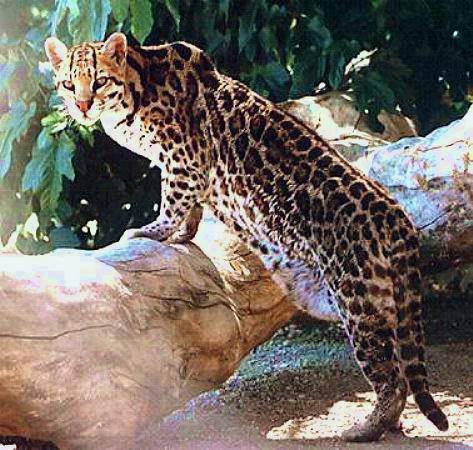 quels animaux revez vous d avoir??? Ocelot