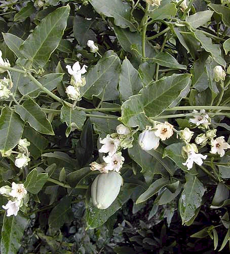 Araujia sericifera Arserp6