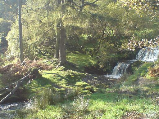 The Grove Pistyll-rhaeadr-druids-grove