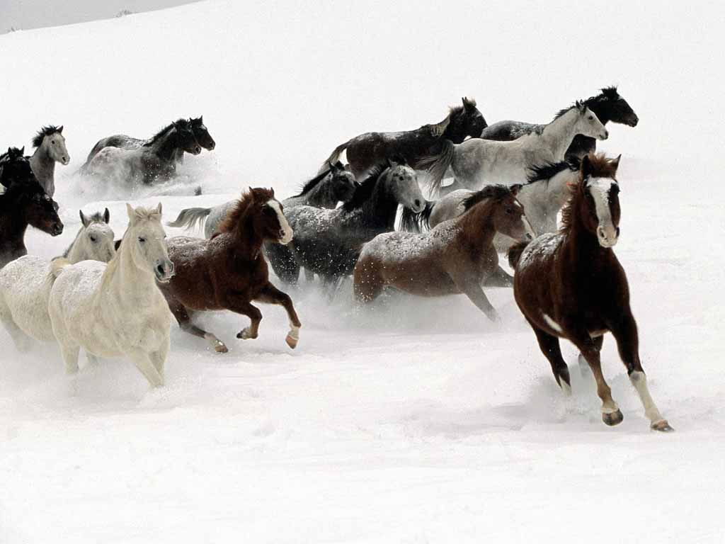 Zimski ugođaj :) Horses-snow