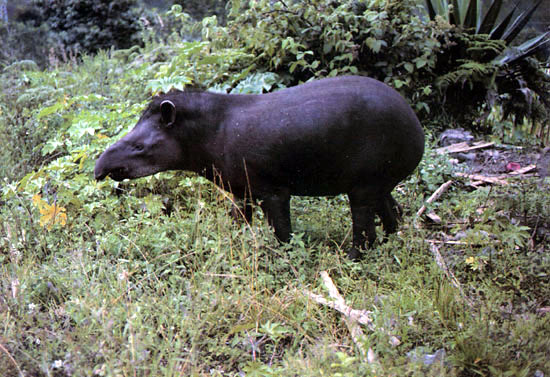 Le zoo du forum Tapir