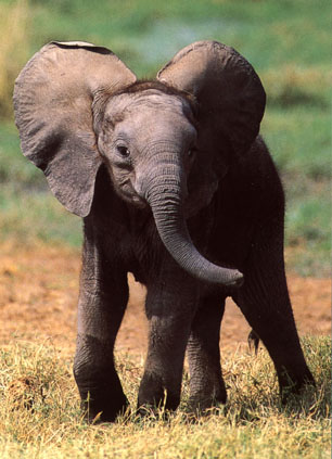 غرائب عن الحبوانات Elephant